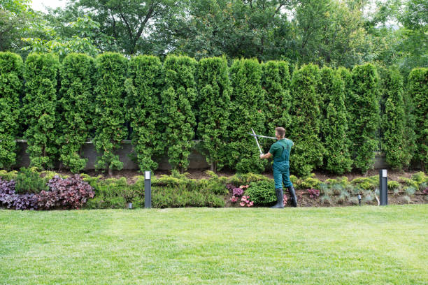 Best Tree Preservation Services  in Bellerose Terrace, NY